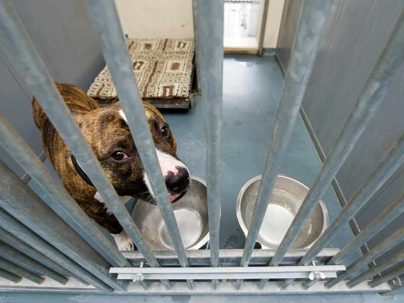 Besorgniserregende Situation in Tierheimen: Diese Einrichtungen nehmen vorübergehend keine Tiere mehr auf